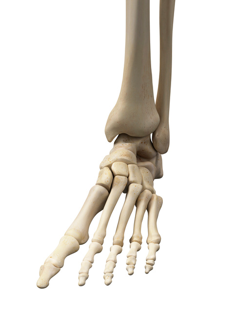 "Human foot bones